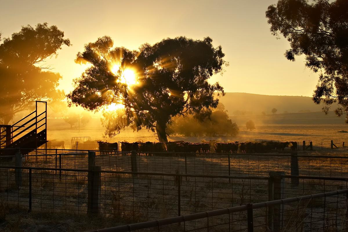 Australia Bars Foreigners From Buying World’s Largest Ranch