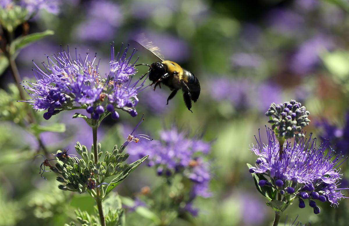 How to Keep Your Home Safe From Carpenter Bees