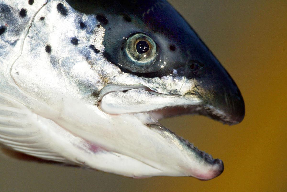 10 Banned Foods Americans Should Stop Eating (Infographic)