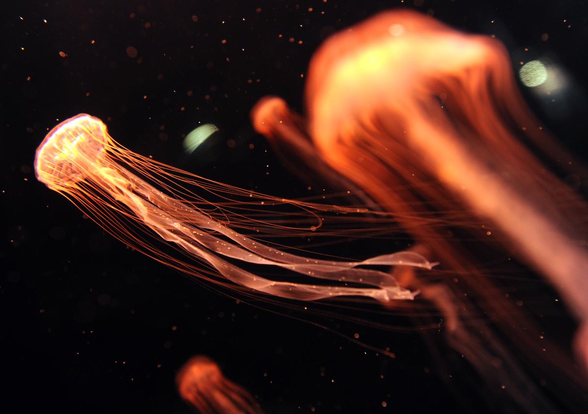 Attack of the Jellies: The Winners of Ocean Acidification