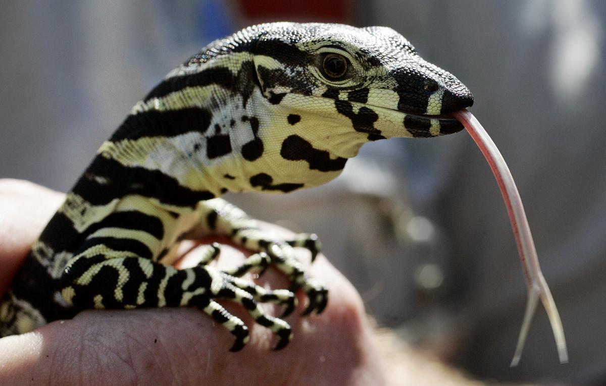 Viral Photo: Australian Man Goes Outside, Spots Giant Goanna on Side of His House
