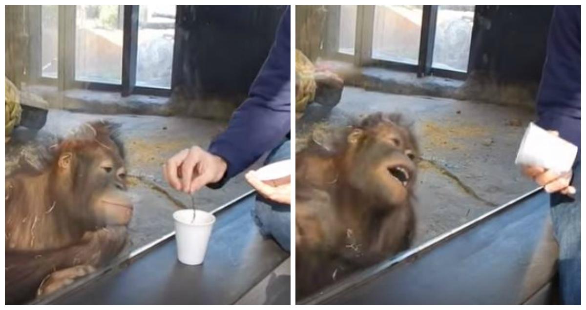 Viral Video: Zoo Visitor Does Trick, Orangutan Bursts out Laughing