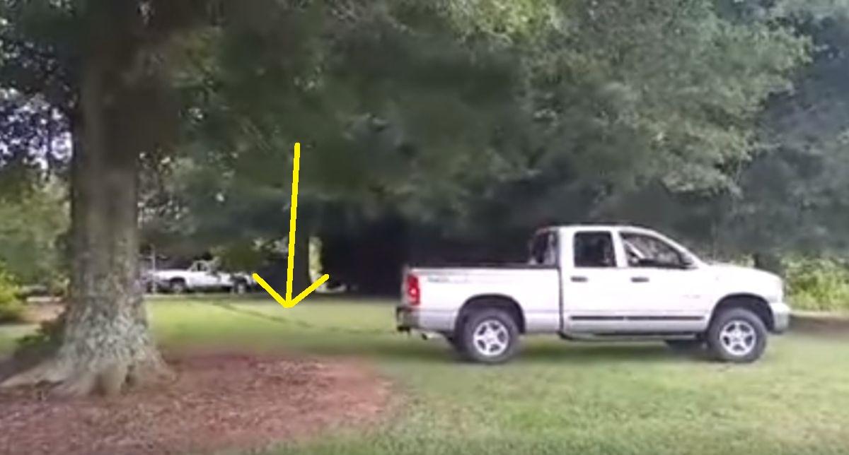 Husband Tries To Uproot A Giant Tree, But Keep Your Eye On The Trunk... AWESOME!