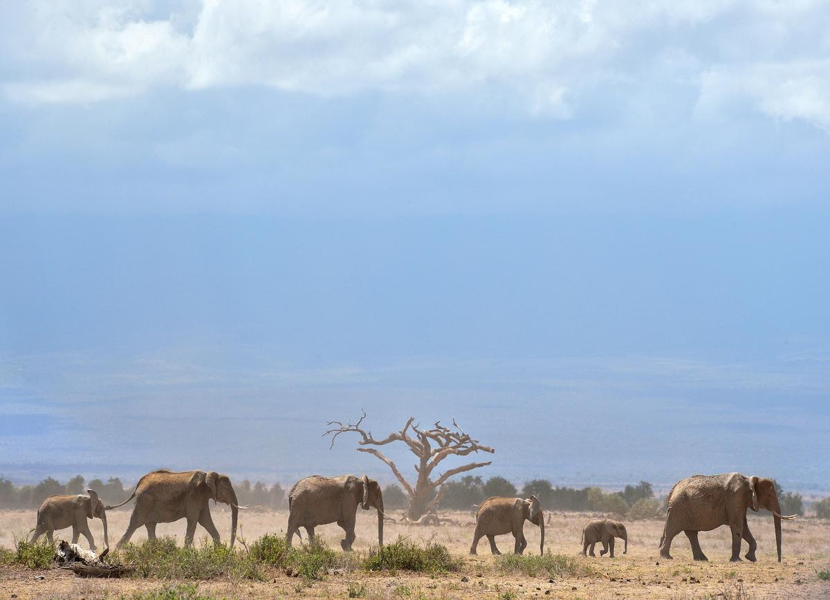Can Elephants Retain Their Social Bonds in the Face of Poaching