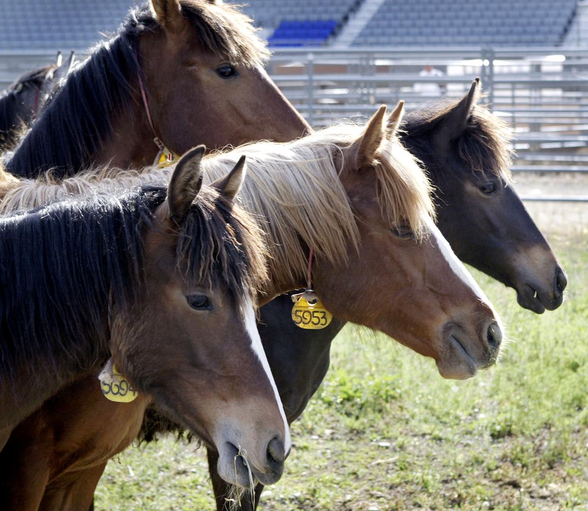 $15,000 Horse Spotted in the Bed of Pickup Truck Going 70 mph in Texas: Reports