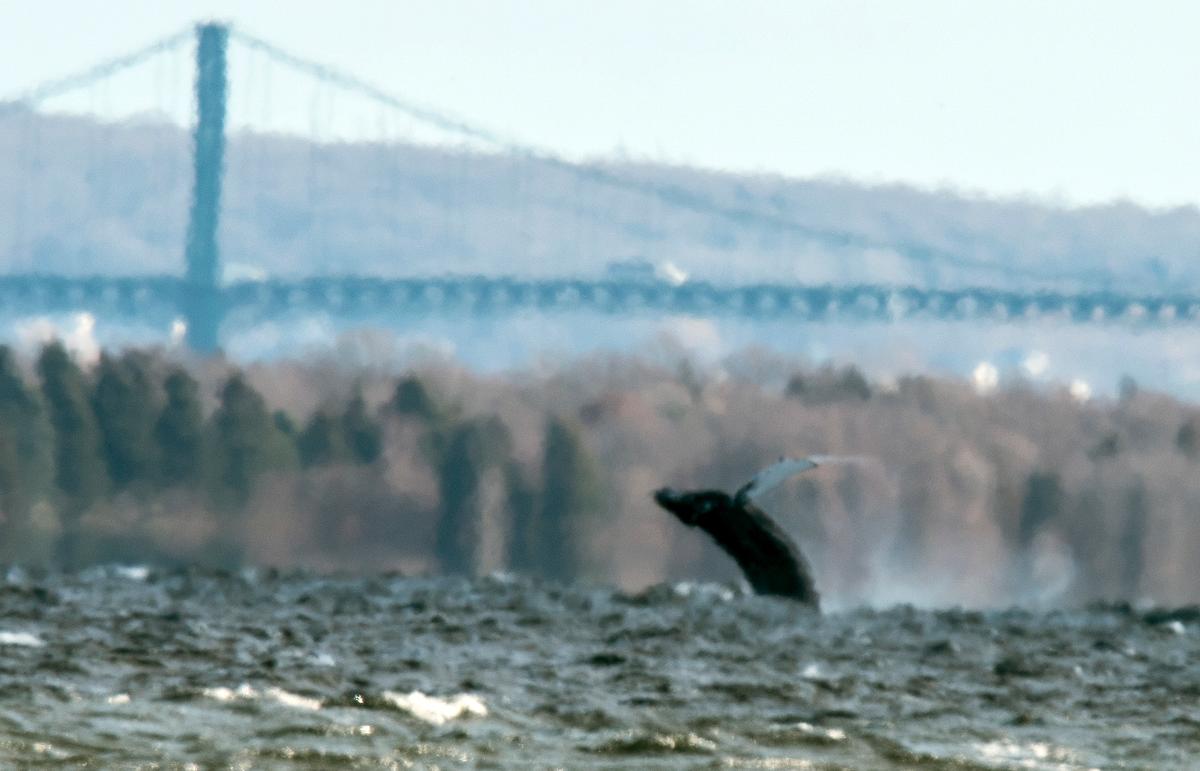 Humpback Whale Spotted Inside Narragansett Bay in Rhode Island