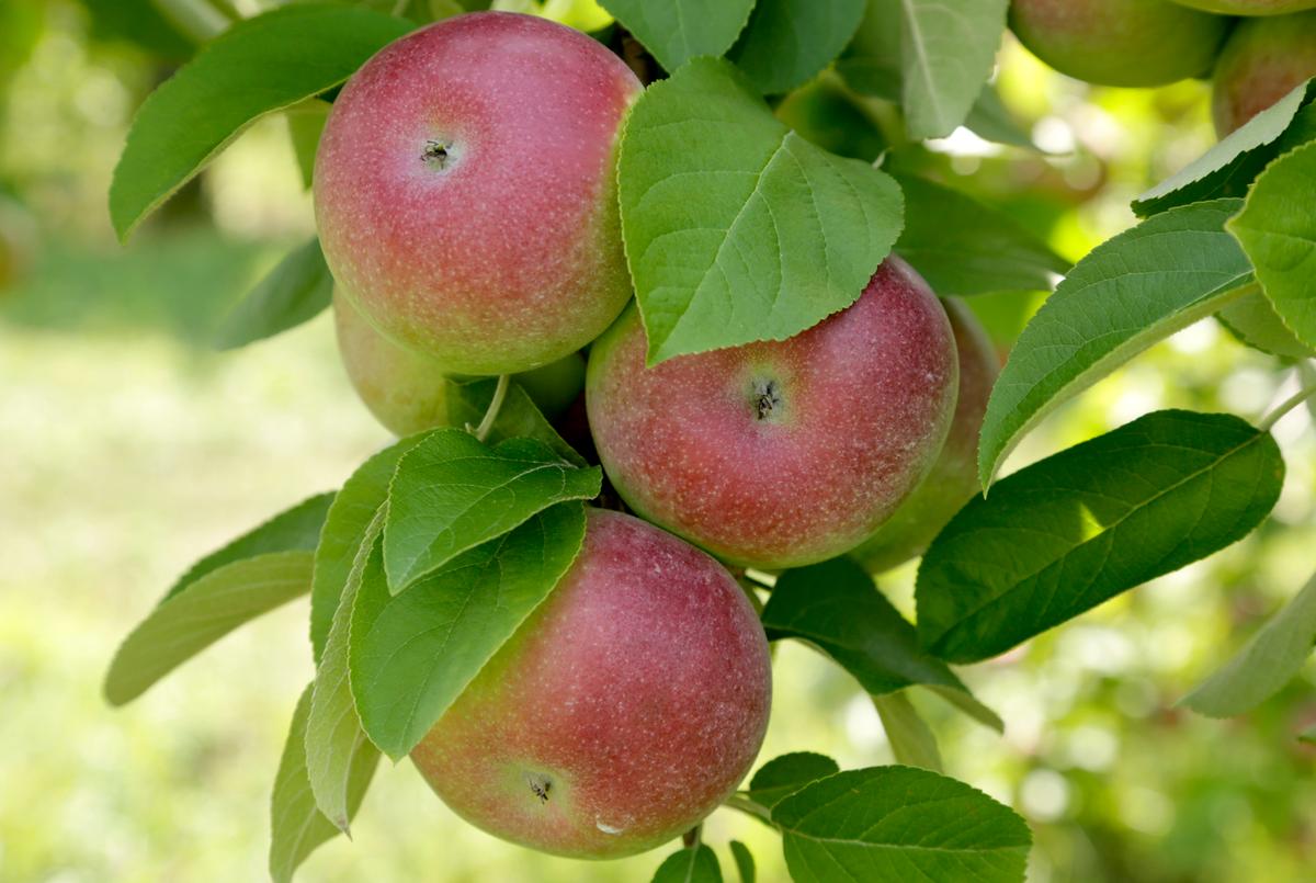 How Do You Like Them Apples? 10 Ontario Farms That Offer a U-Pick Experience