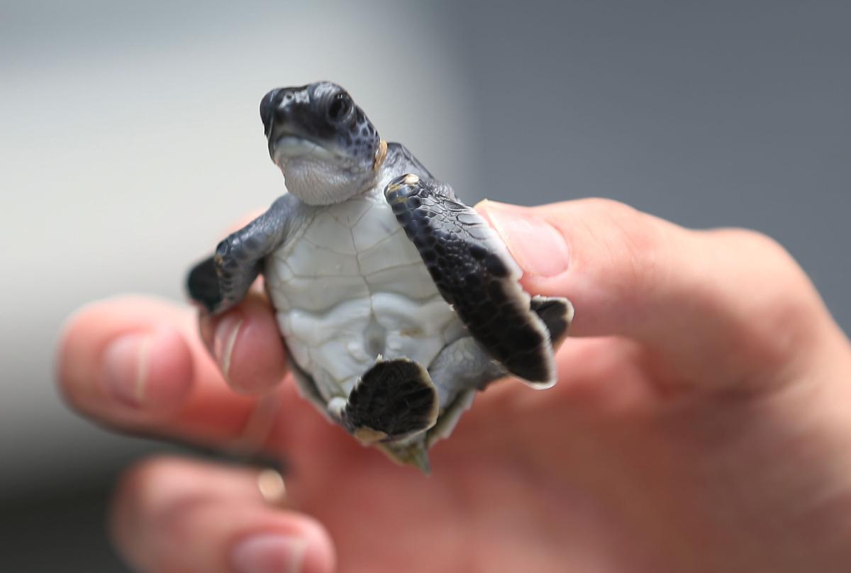 More Than 600 Turtles Rescued From Cold Waters Off Coast of North Carolina