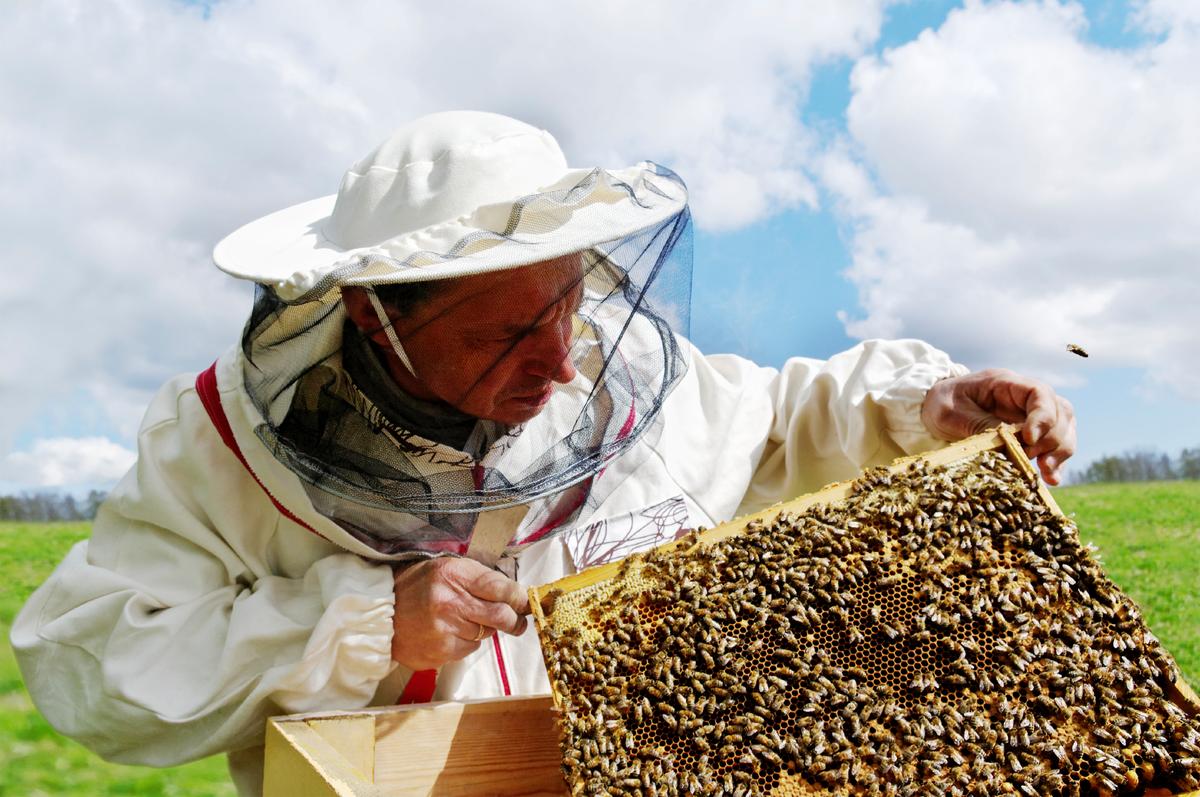 Give Bees a Chance: The Ancient Art of Beekeeping Could Save Our Honey (And Us Too)