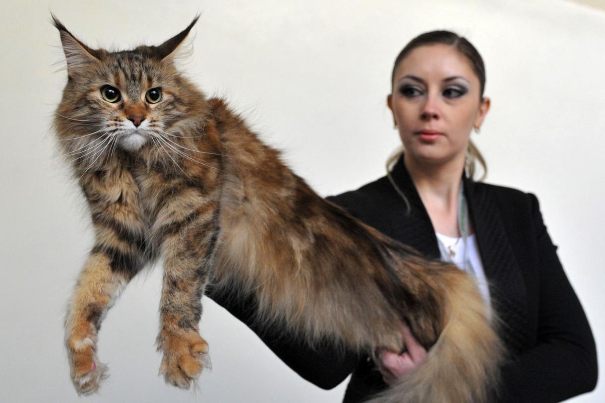 San Jose, Calif. Residents Mistake Neighbor’s 27-Pound, 4-Foot-Long Cat for Wild Animal