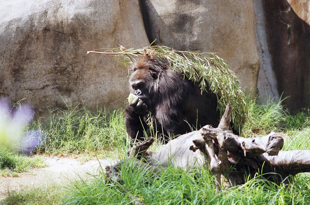 Los Angeles Zoo Worker Hospitalized After Falling Into Gorilla Enclosure