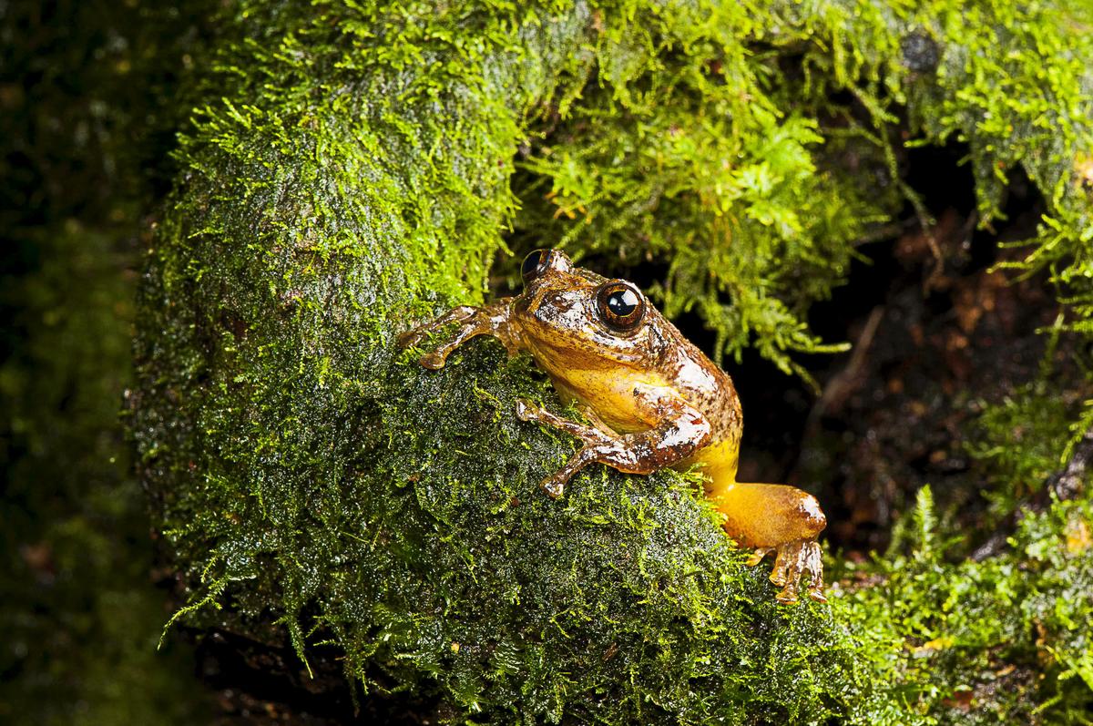 Rare Tree Frog Rediscovered After 150 Years, Eats Its Mother’s Eggs