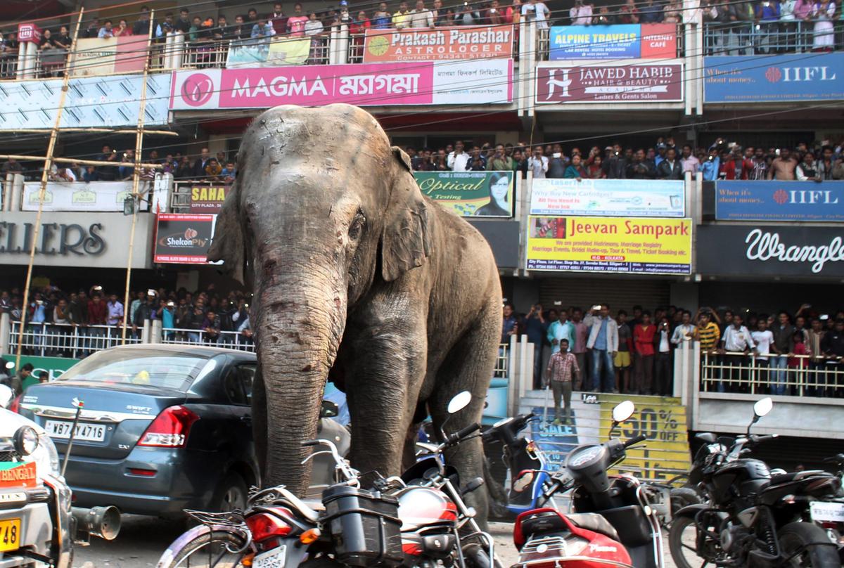Wild Elephant Goes on Rampage in Indian Town