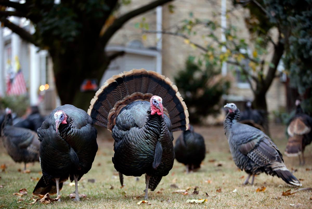 Town Plans to Use Air Horns to Deal With Wild Turkey Problem