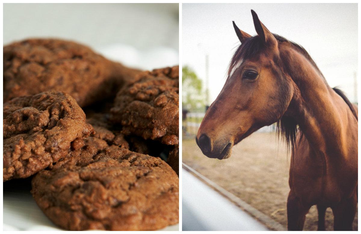 Horse and Dog Die After Eating Poisoned Cookie