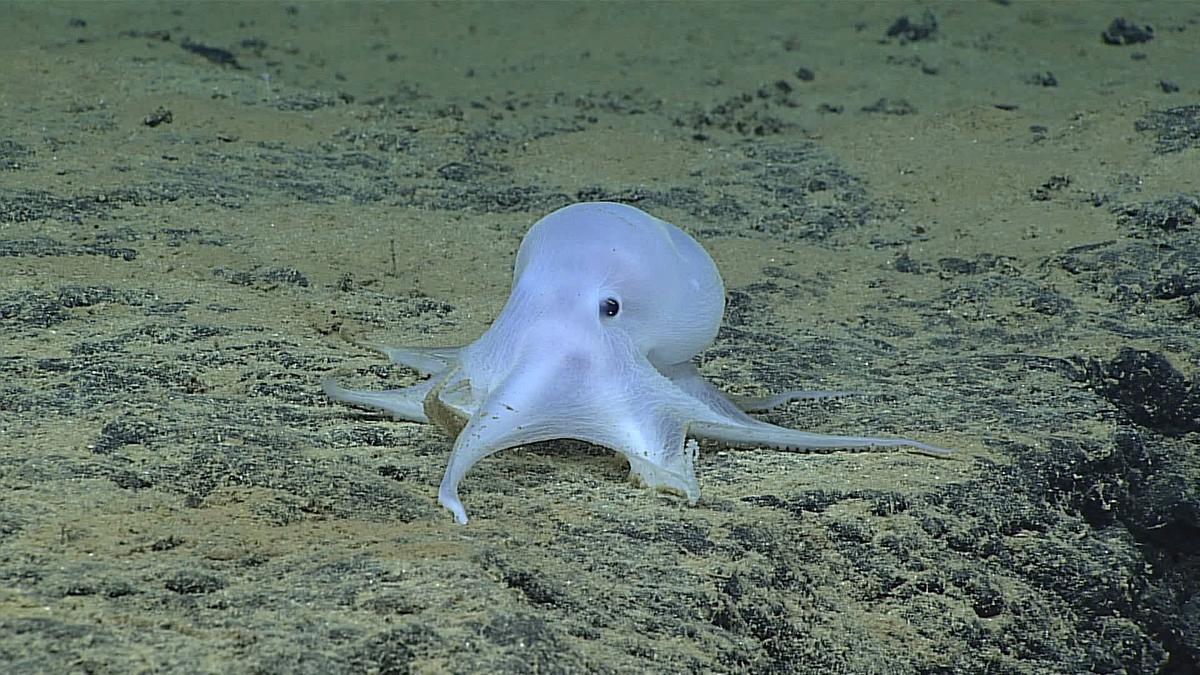 Scientists: Possible New Octopus Species Found Near Hawaii
