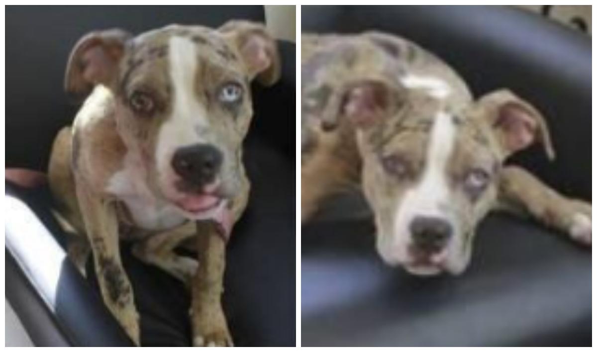 Police in Bellport, NY Investigate After Body of 8-Month-Old Pit Bull Found Hanging From Tree