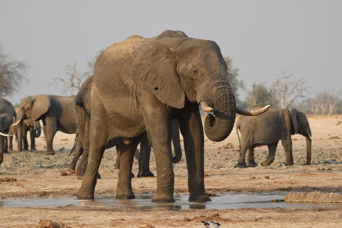 Georgia Man Photographed With Dead African Elephants Said They Charged at Him