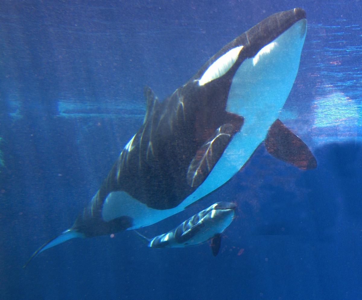 California Governor Signs Bill Banning SeaWorld Orca Shows