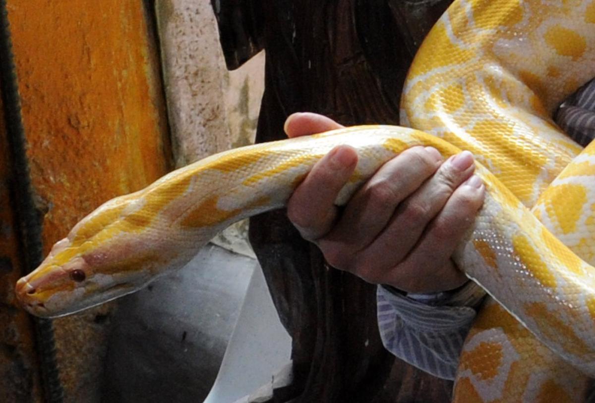 Chinese Netizens Heap Criticism on Man Who Adopts Puppies to Feed His Pet Snake