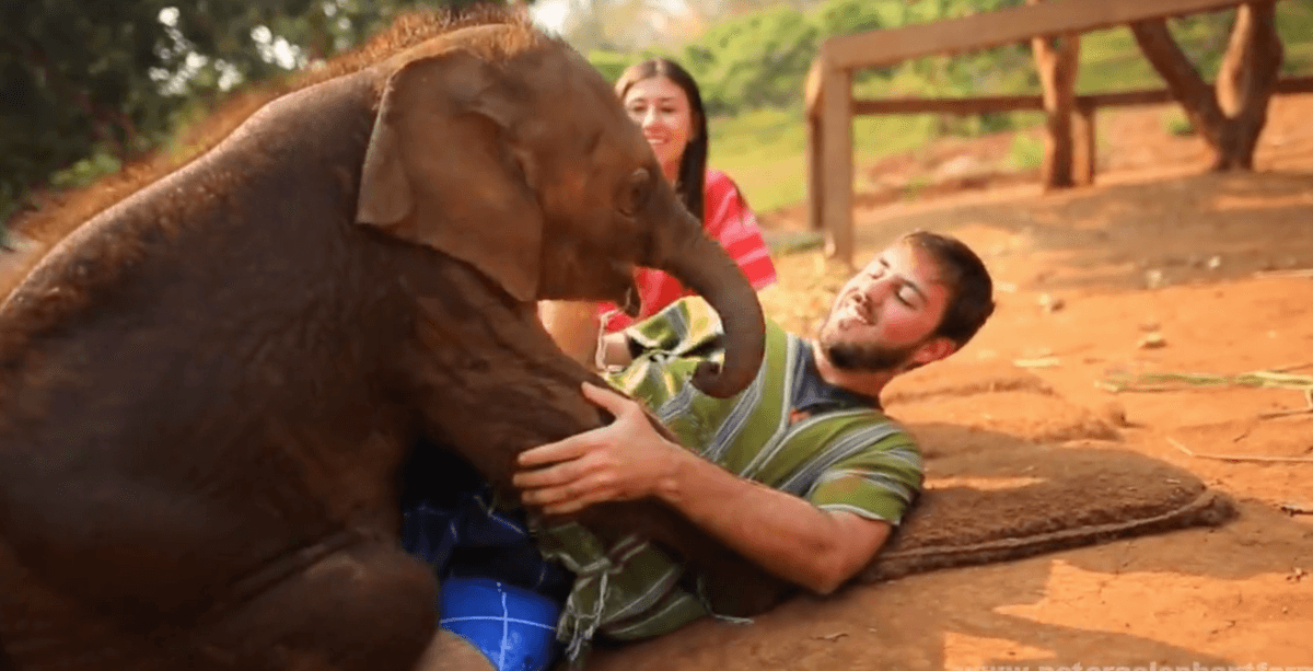 Video: Adorable Baby Elephant Loves to Cuddle People