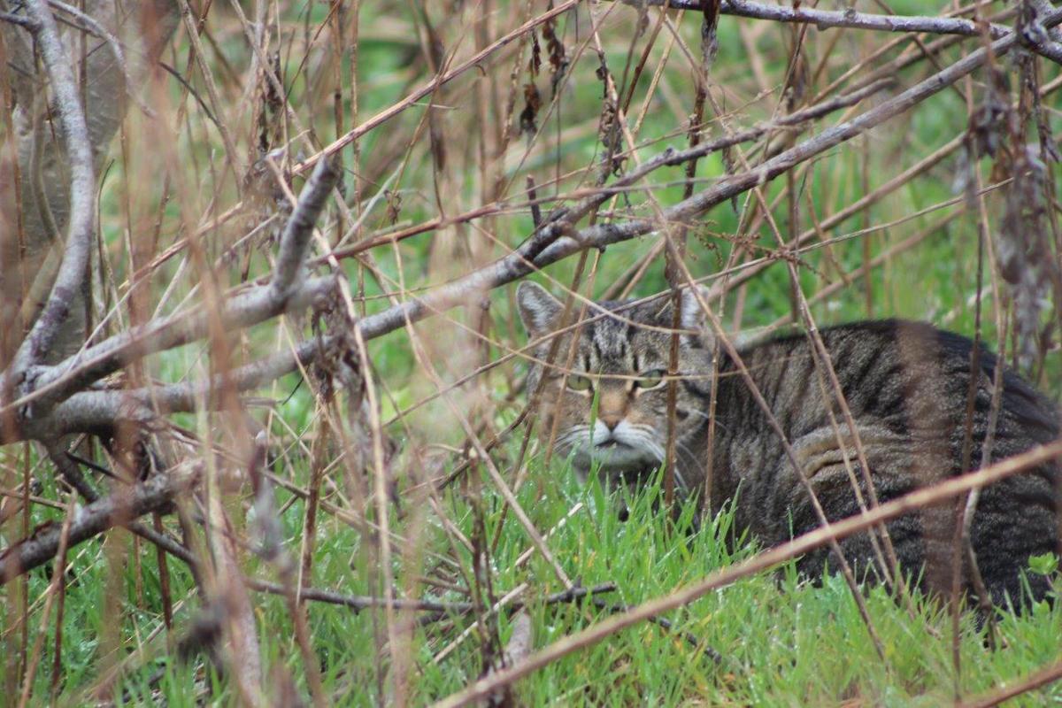Feral Cat Hunting Competition Cancelled After Animal Rights Activists Raise Concerns