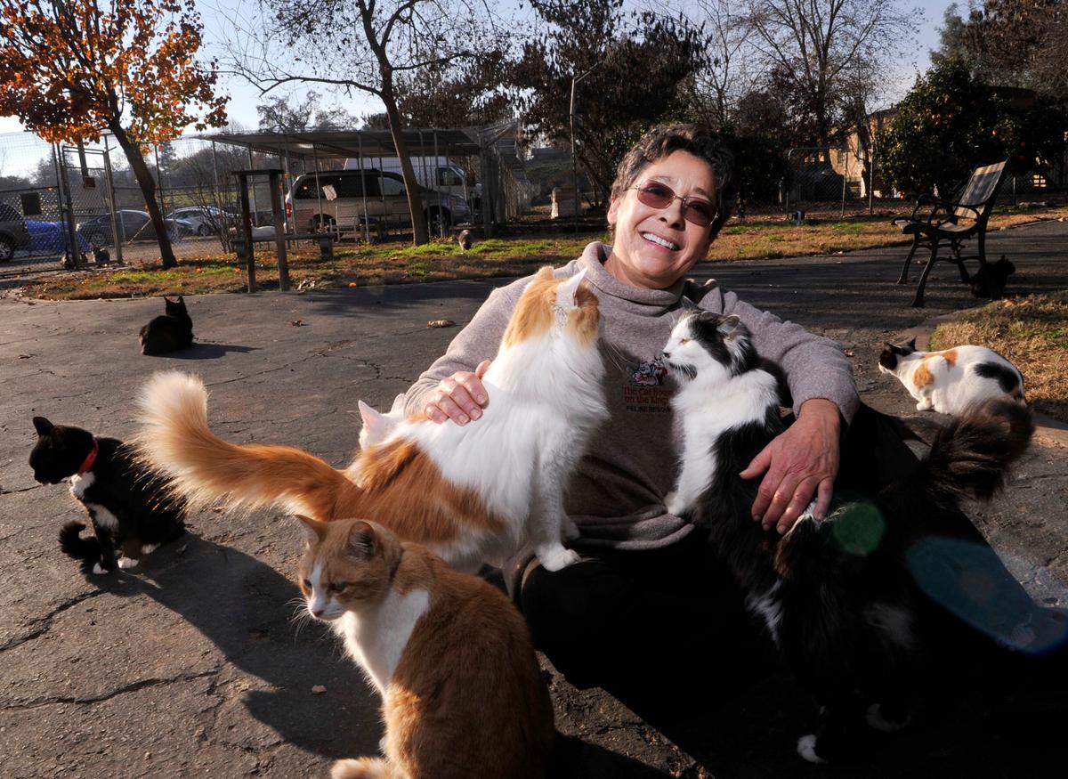 California Woman Gives up Home to Care for Thousands of Cats