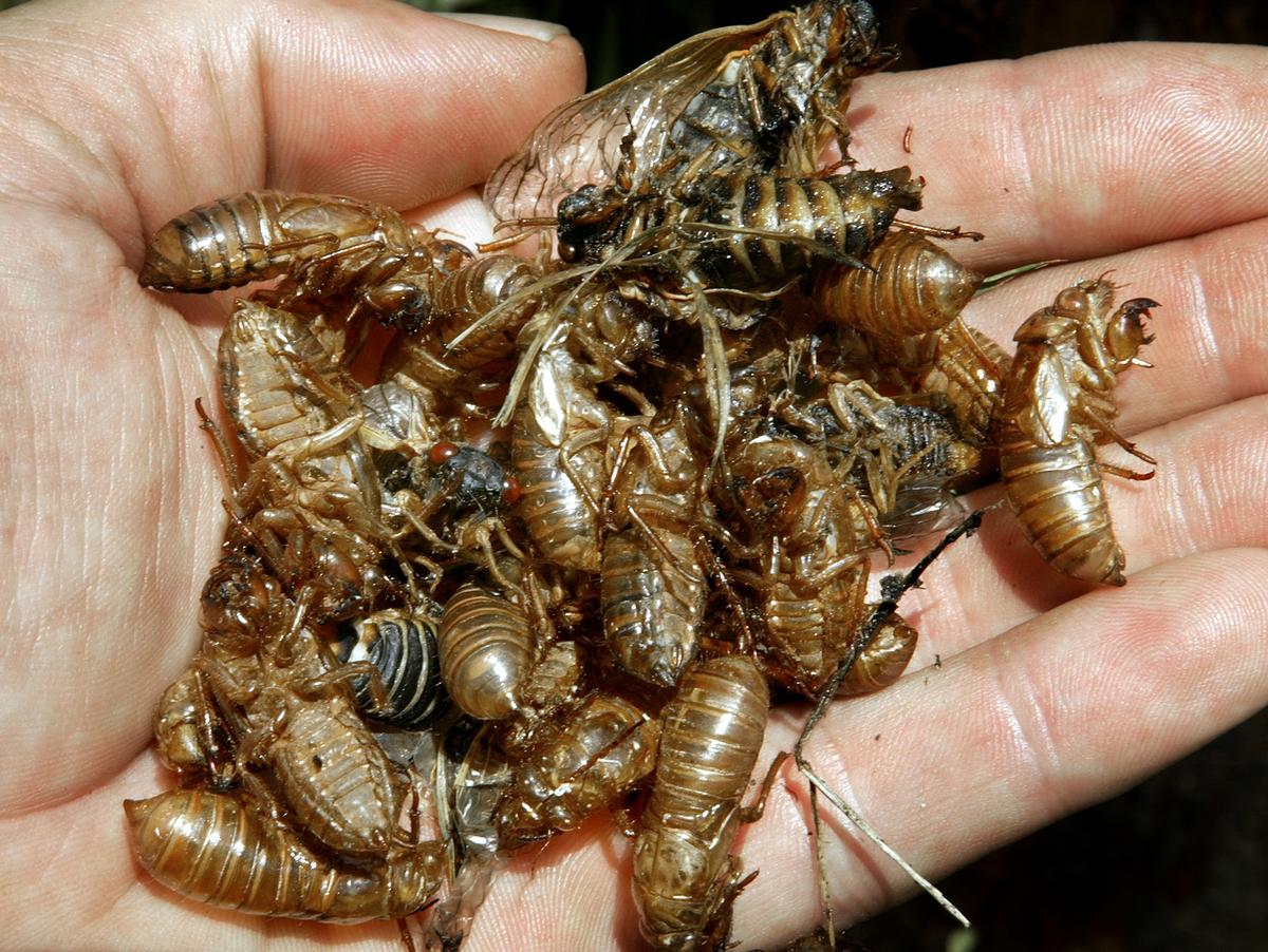 Billions of Cicadas Expected to Emerge Soon in Northeastern United States