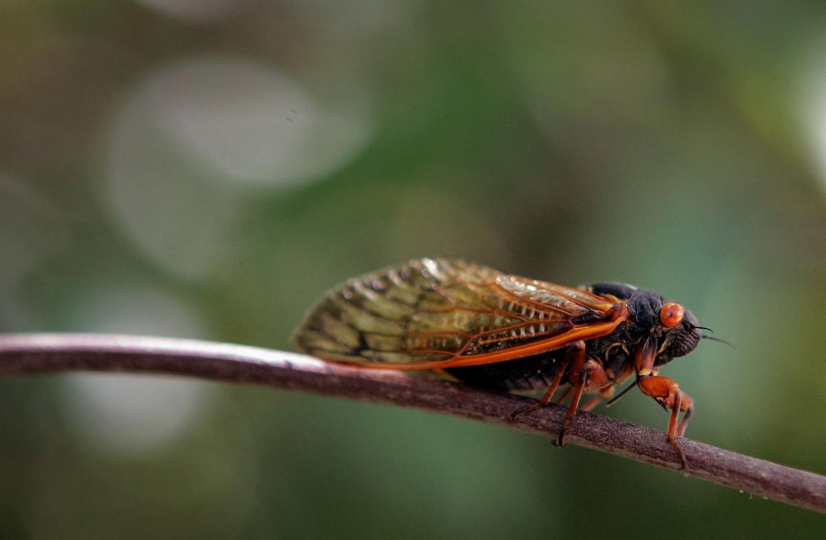 5 Things You Need to Know About Cicadas Before They Invade