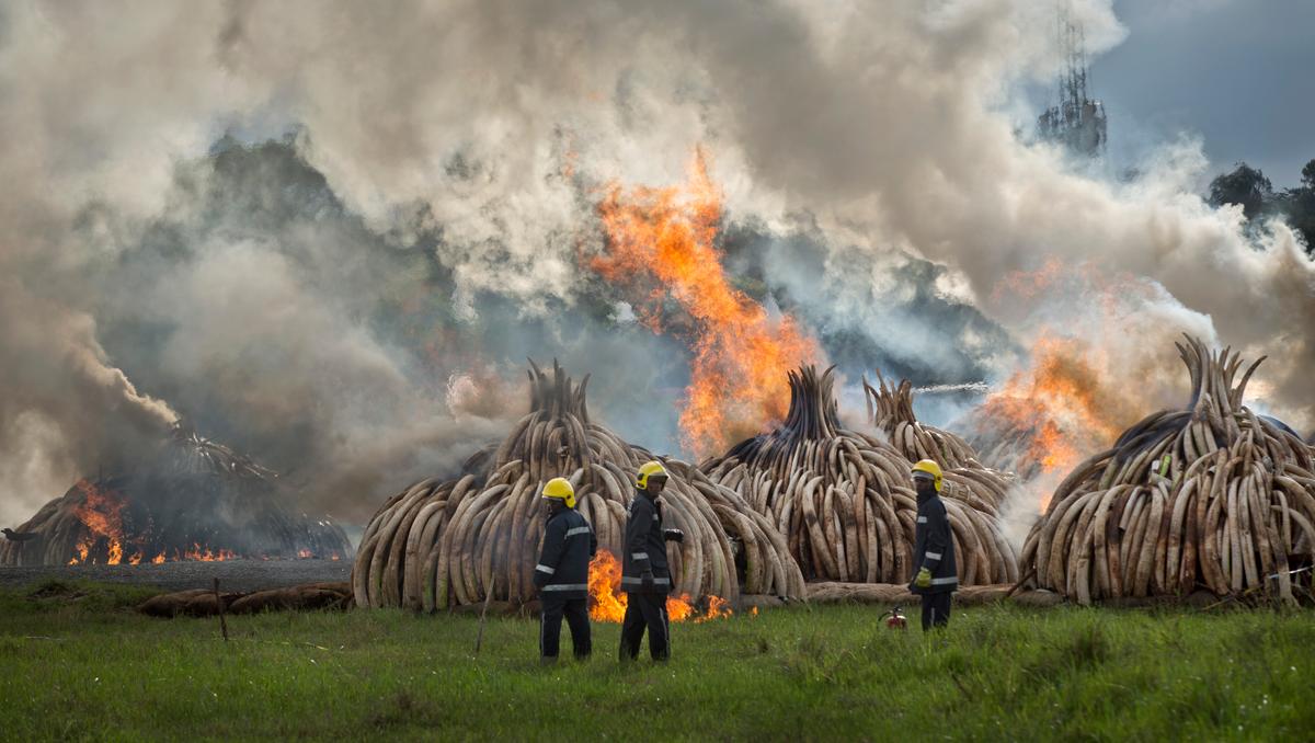 Kenya Burns 105 Tons of Ivory Tusks
