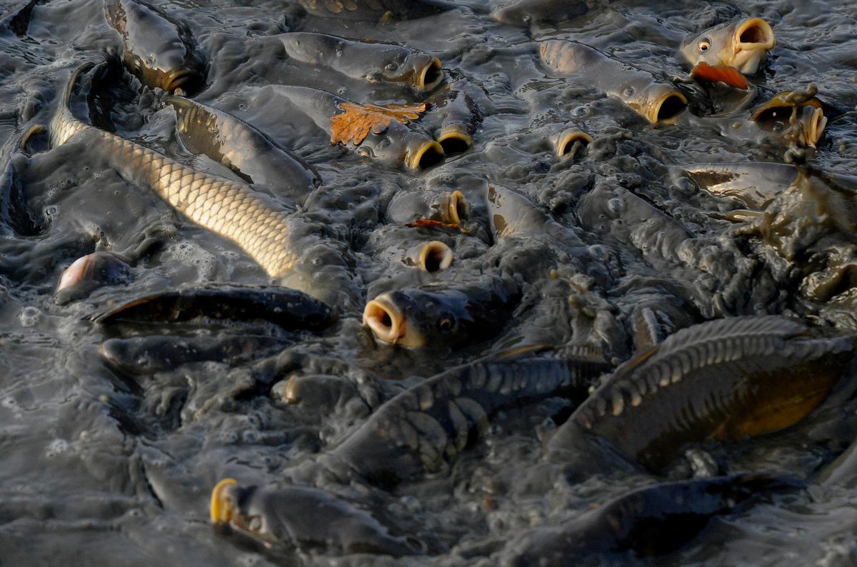 Australia to Spend $15 Million to Eradicate Carp With the Herpes Virus