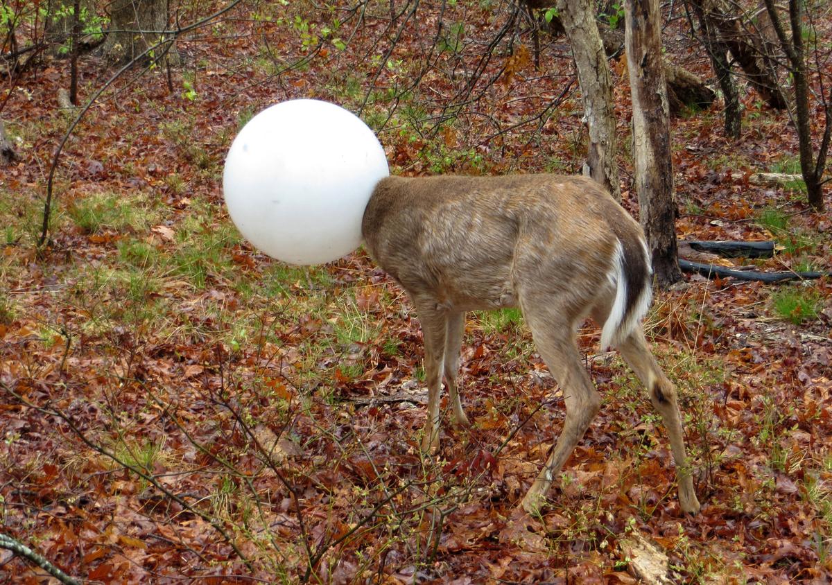 Deer’s Head Stuck in a Light Globe for Nearly Two Days