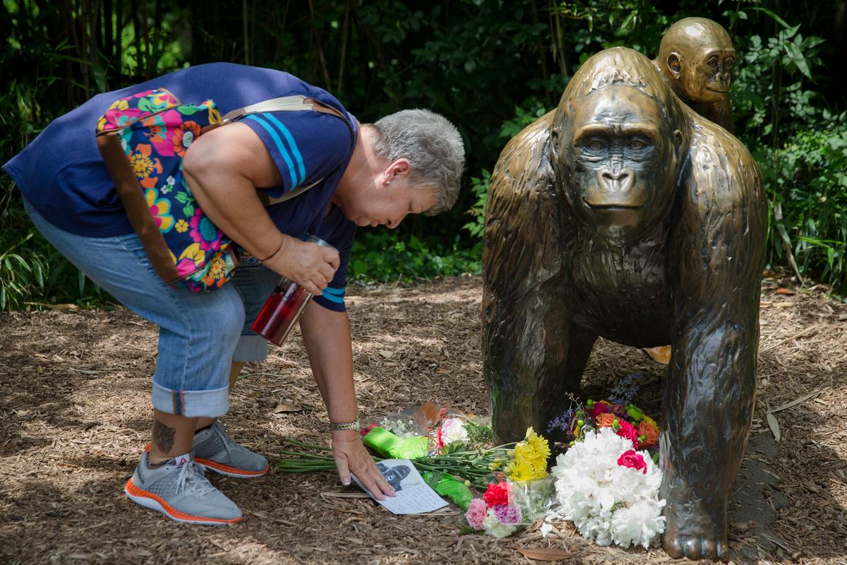 Witness at Zoo Said Gorilla Was ‘Protecting’ the Child