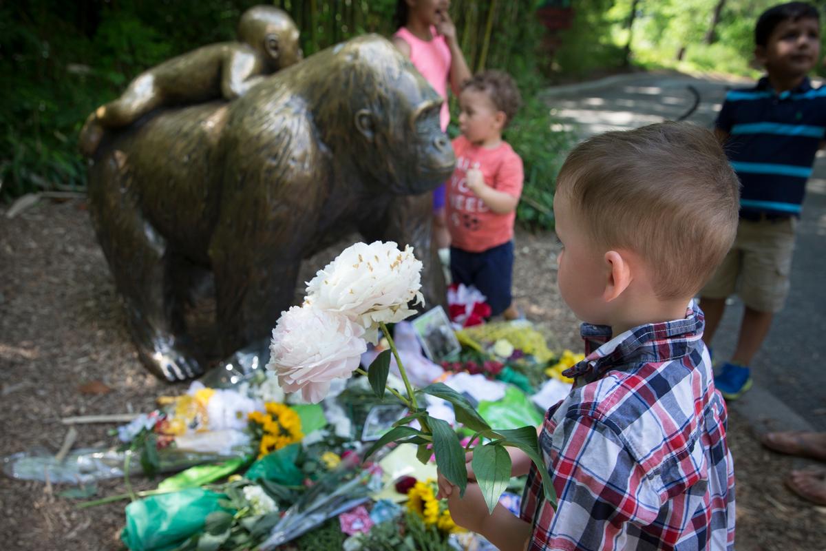 Director: Zoo Safe Despite Shooting of Gorilla to Save Boy