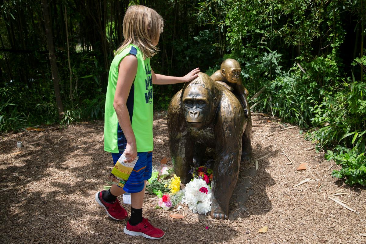 Witness to Cincinnati Zoo Incident Is Harassed Online