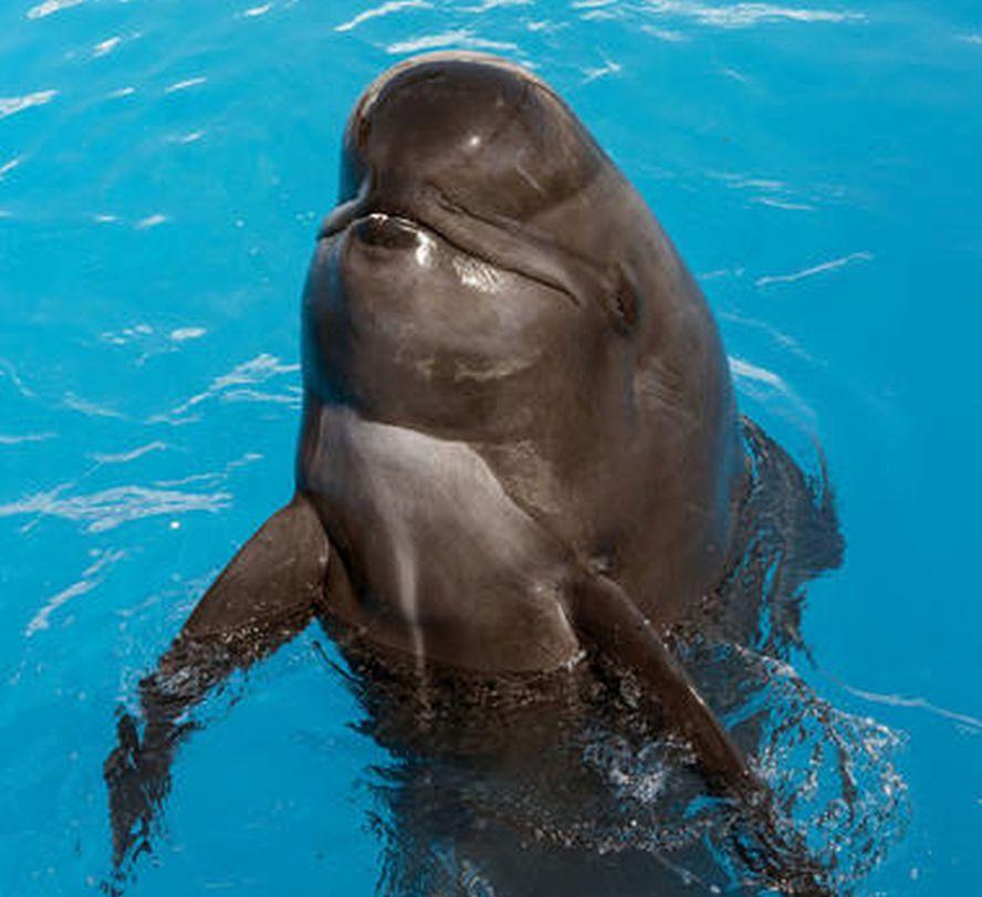 SeaWorld San Diego’s Performing Pilot Whale, Bubbles, Dies