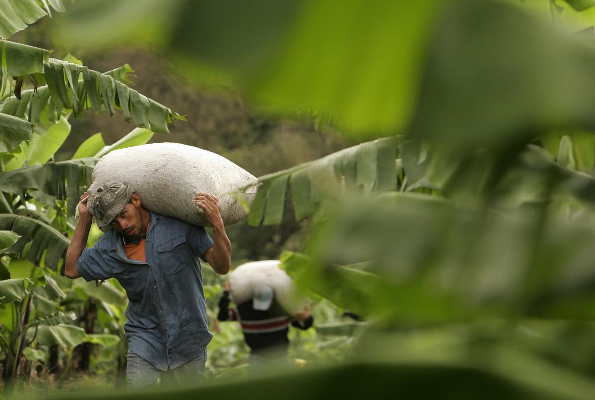 Arabica Coffee Prices Rise to 10-Year-High Amid Inventory and Supply Pressures