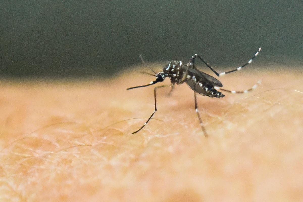CDC Approves Recommendations for Chikungunya Vaccines