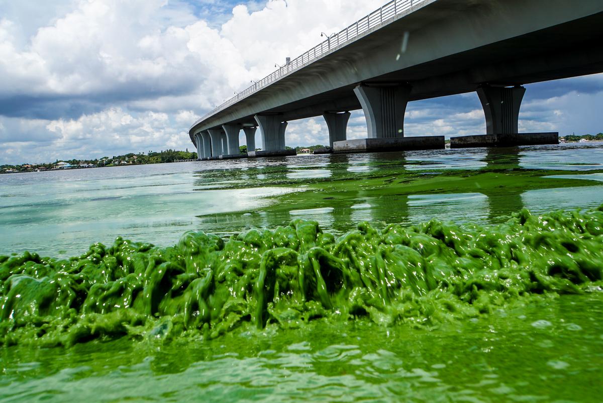 Curing Florida’s Algae Crisis Will Take Time, Money, Science