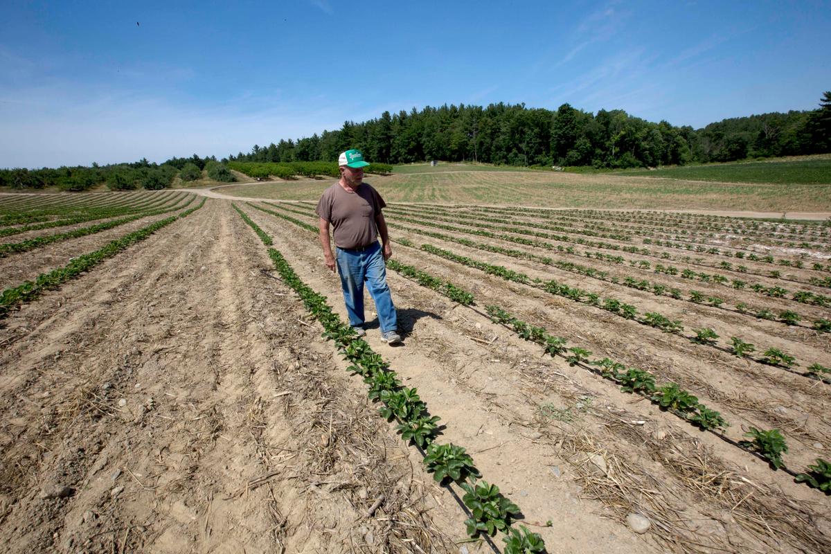 Fortune Fickle for Farmers in Northeast Drought