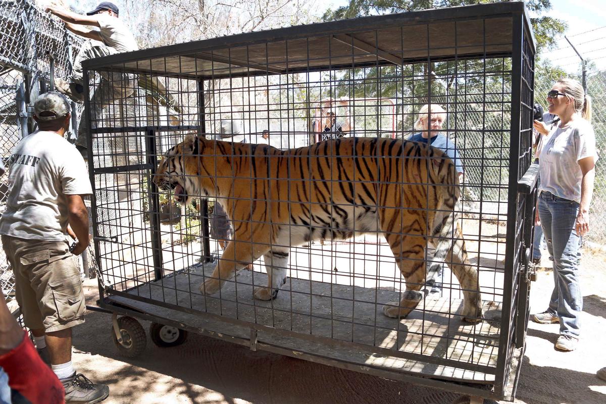 Lions, Tigers Returned to Sanctuary Threatened by Wildfire