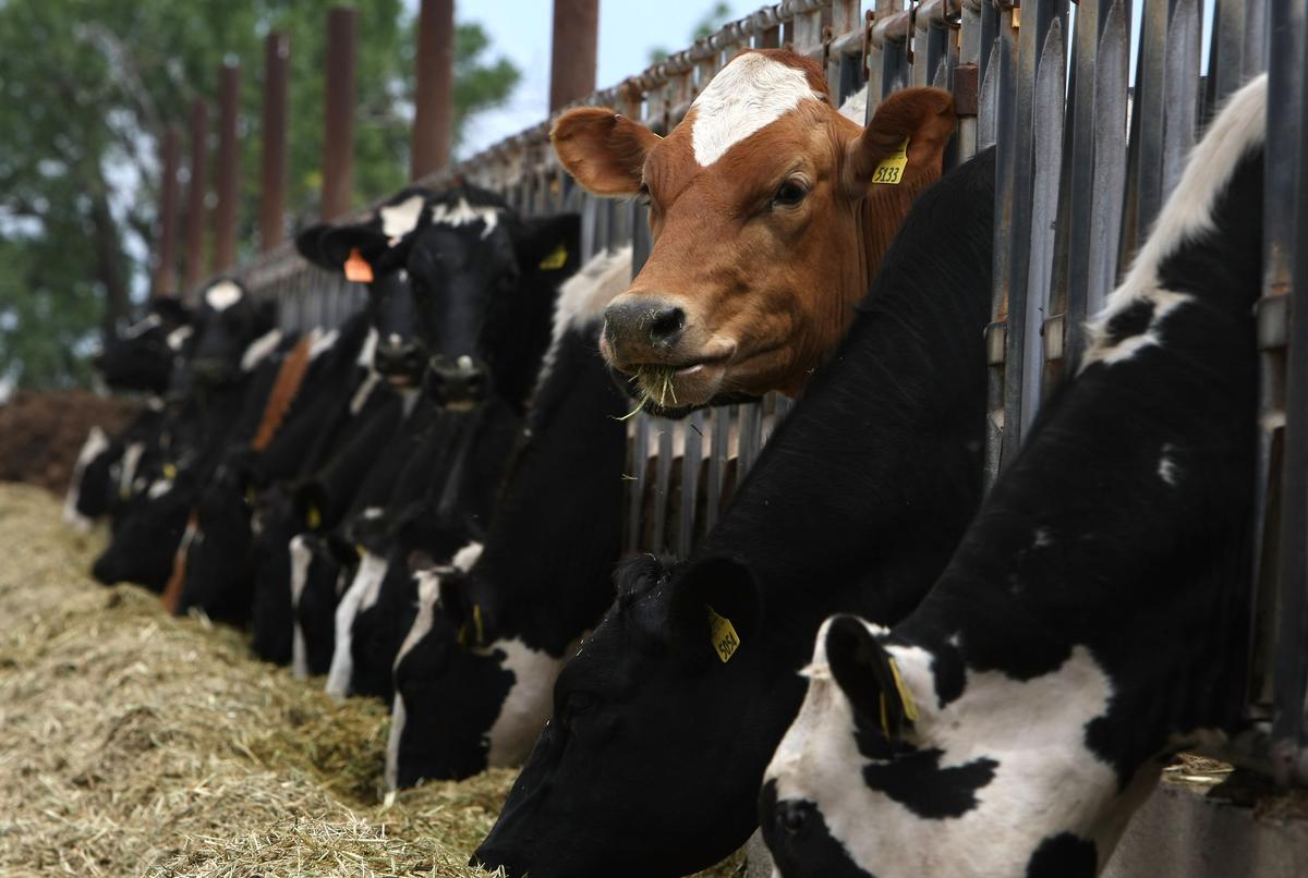 Understanding the Whole Cost of Cheap Milk