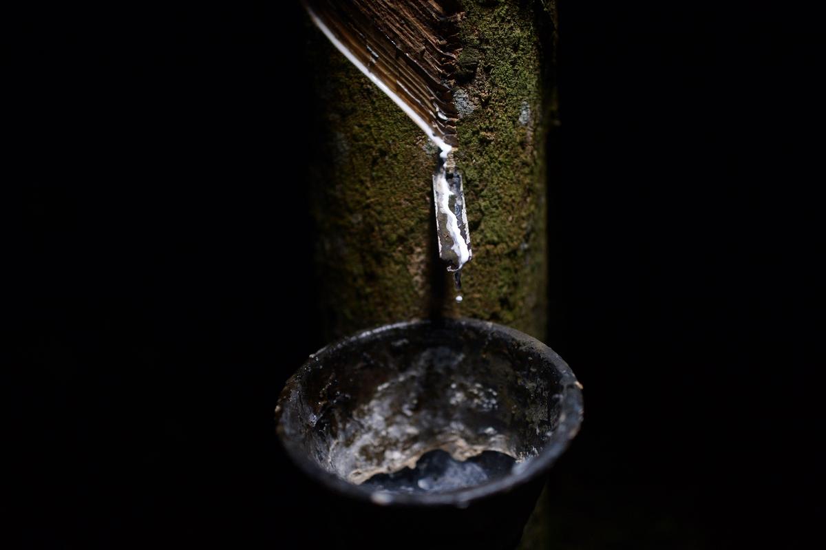 Extinction Threatens Hundreds of Species Because of Rubber, Palm Oil Production: Study