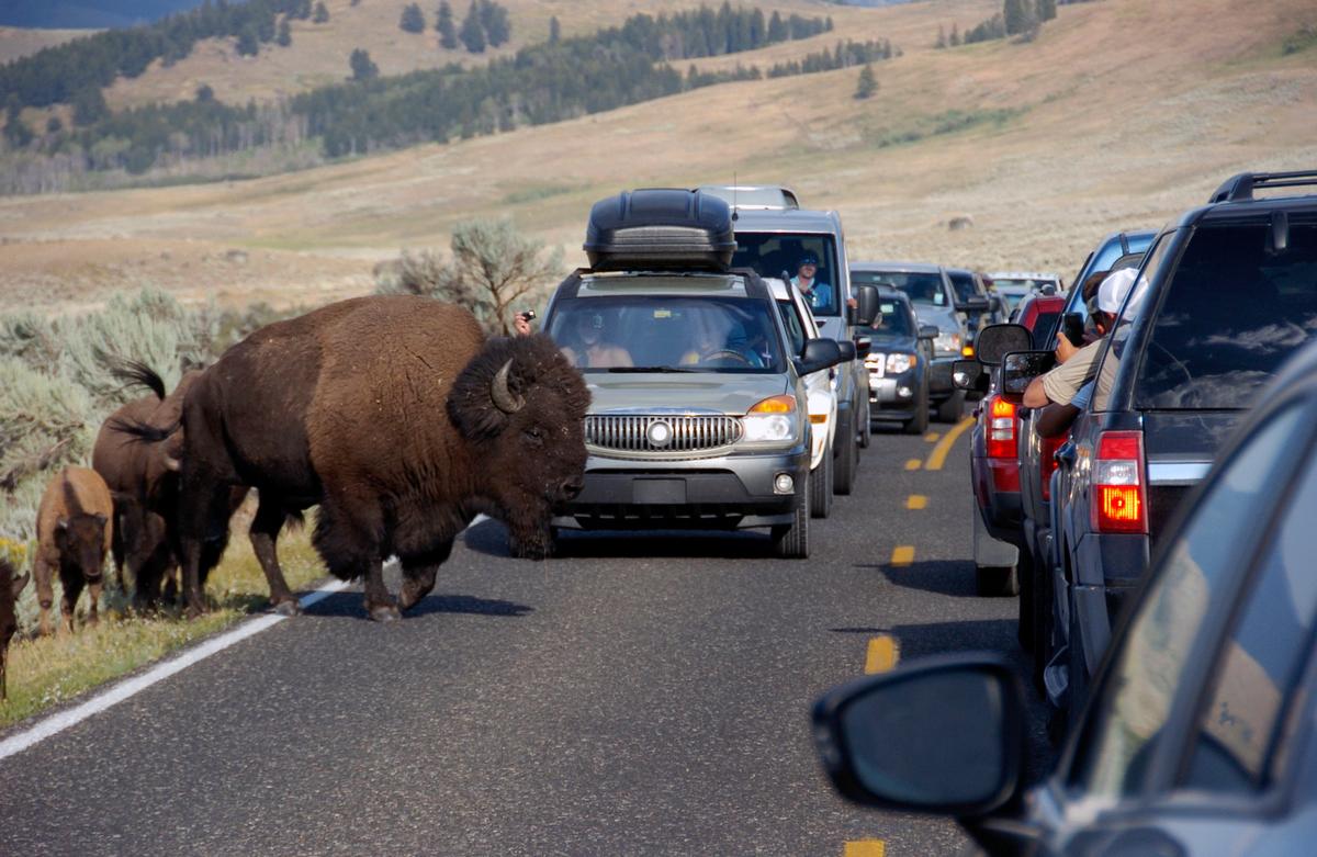 Video: Man Taunts Bison in Yellowstone National Park