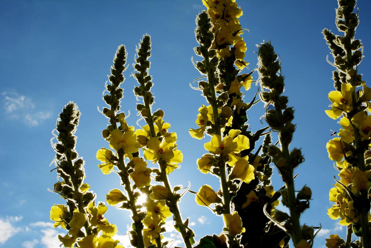 Mullein, the Magical Plant That Sets Bones and Alleviates Coughs
