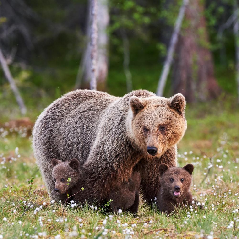 Bears Wander Into Ontario Restaurant