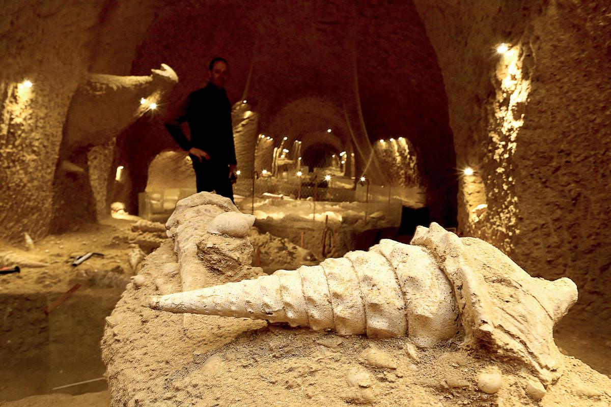 Under the Champagne Vineyards, Ancient Shells Offer Rare Look at the Past