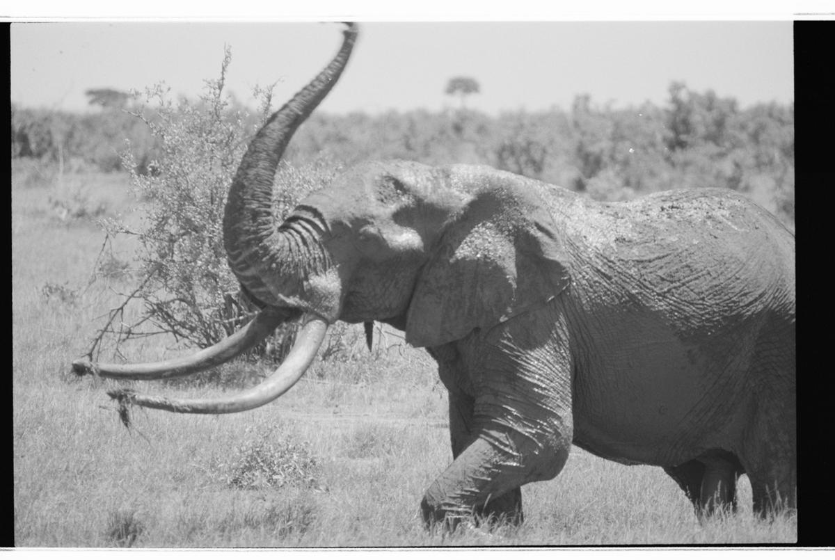 Conservationists Say Now is the Time to Stop Elephant Slaughter