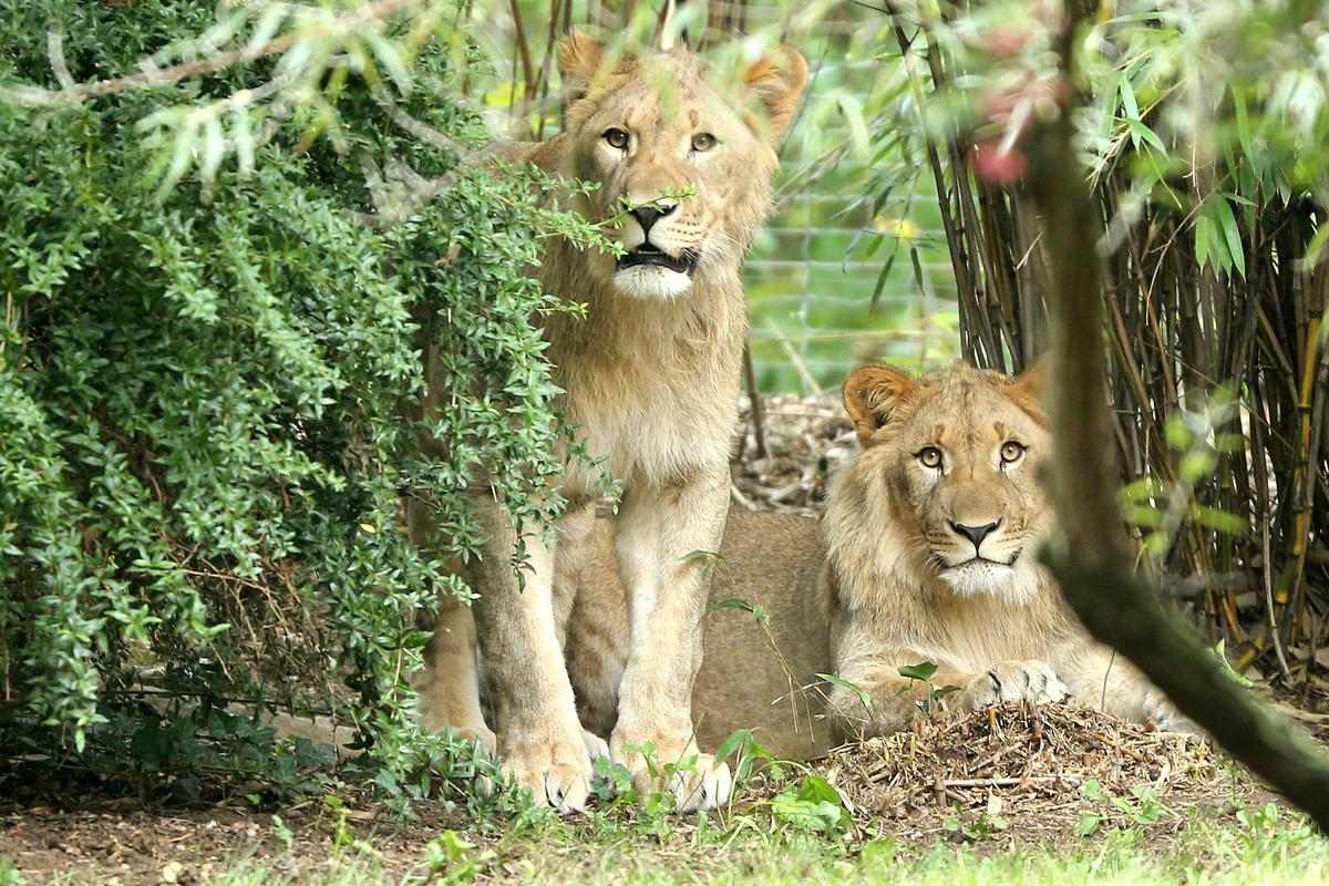 1 Lion Recaptured, 1 Killed After Escape at German Zoo