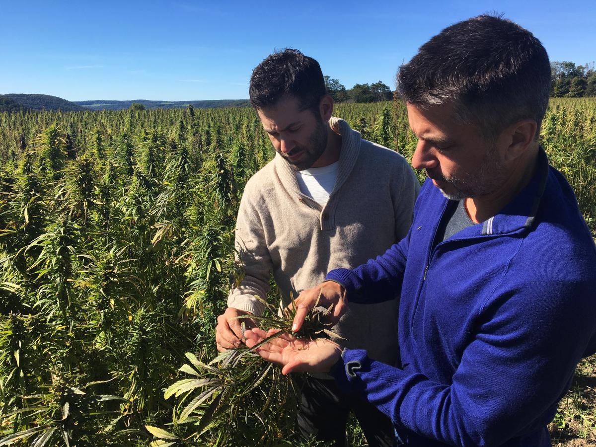 US Hemp Farms Take Root Under State Pilot Programs